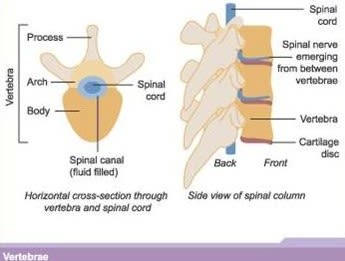 Vertebrae and spinal cord